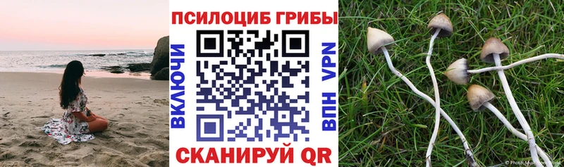 Псилоцибиновые грибы Psilocybine cubensis  купить   Спасск 